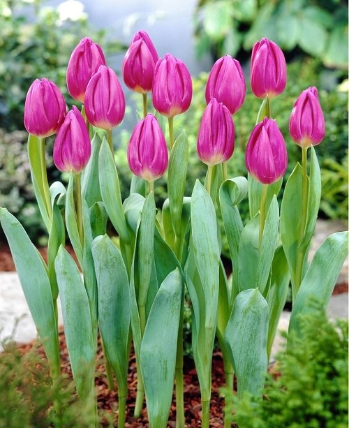 Purple Tulips Varieties 5