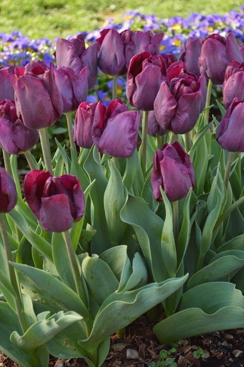 Purple Tulips Varieties 9