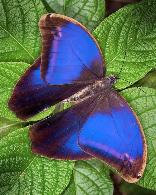 Purple Butterfly Meaning and Types 4