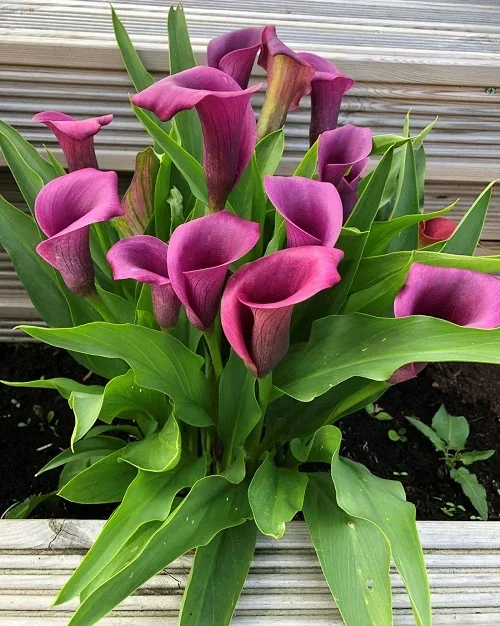 White and Purple Calla Lily Varieties 7