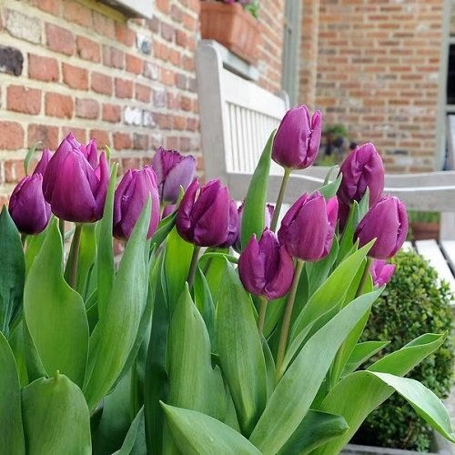 Purple Tulips Varieties 1