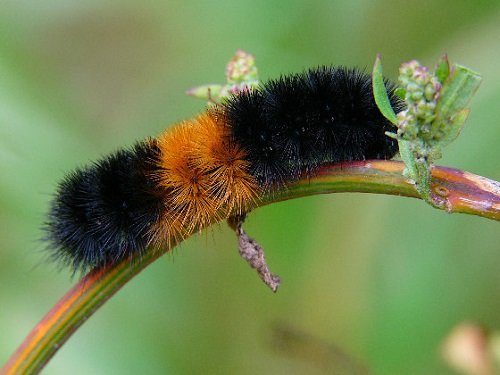 Orange and Black Caterpillars 21