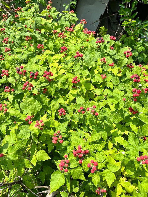 best Plants that Attract Snakes - Berry-Bearing Shrubs