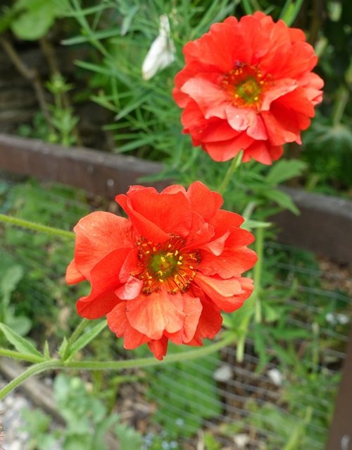 Red Flowers With Yellow Center 21