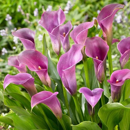 White and Purple Calla Lily Varieties 4