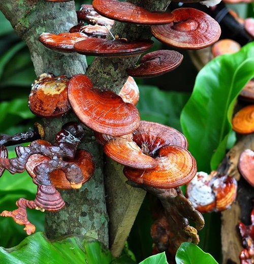 beautiful Delicious Tree-Grown Mushrooms