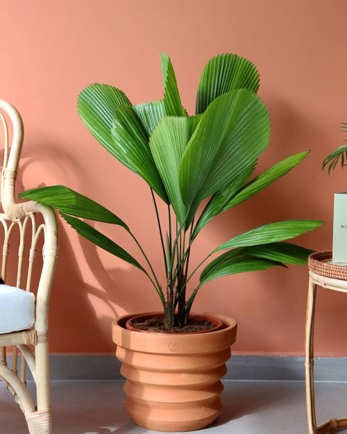 Requirements for Growing Licuala Grandis Indoors