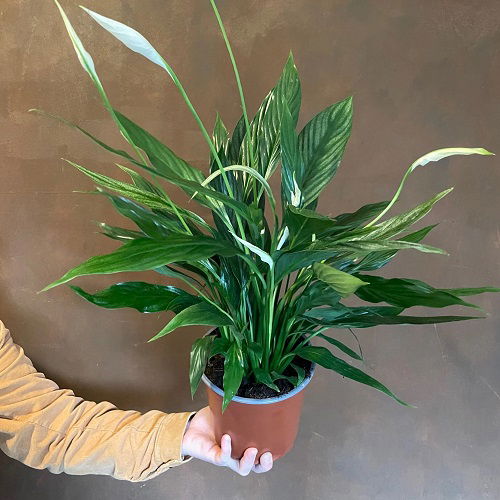 8 Stunning Variegated Peace Lily Varieties | Balcony Garden Web