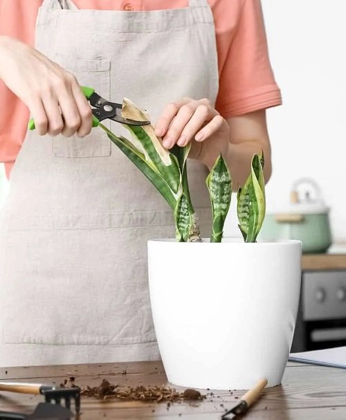 When To Prune A Snake Plant 2