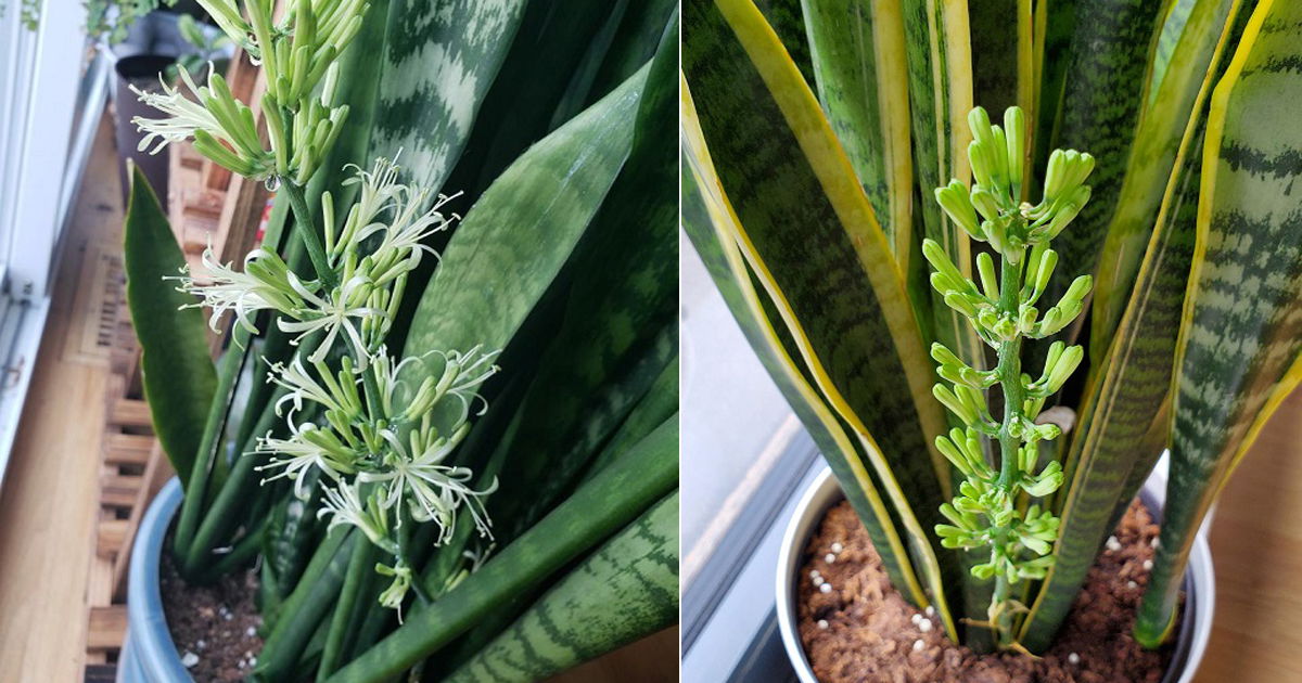 Snake Plant Flower Meaning And Symbolism Balcony Garden Web