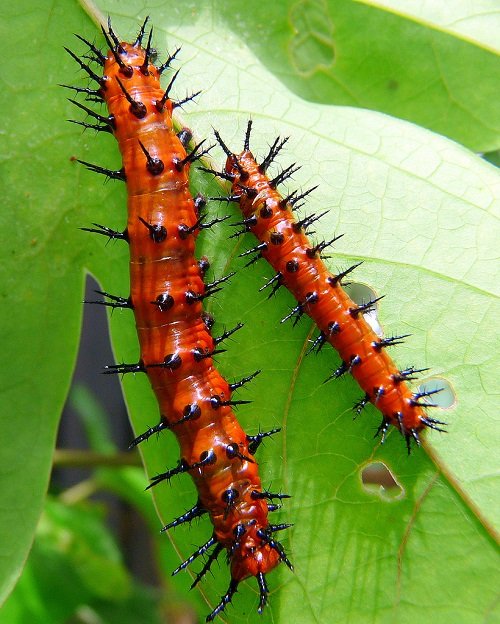 Orange and Black Caterpillars 11