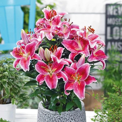 17 Stunning Hot Pink Flowers | Balcony Garden Web