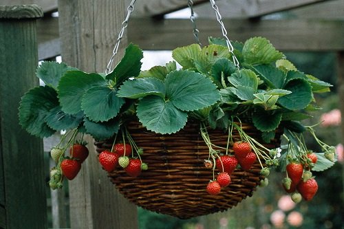  Best Edible fruit Plants for Hanging Baskets
