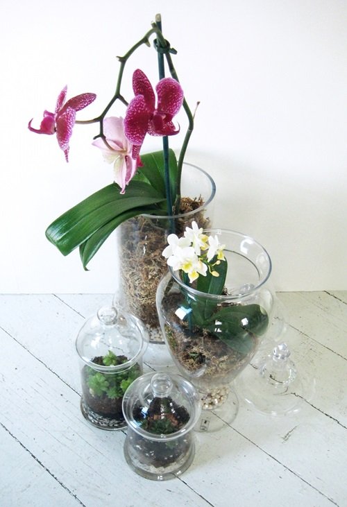 20 DIY Orchid Pot Ideas You Must Try! | Balcony Garden Web