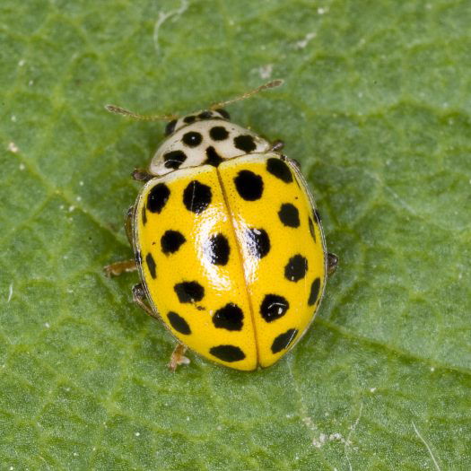 Yellow Ladybugs 🐞: Enlightenment and Awareness