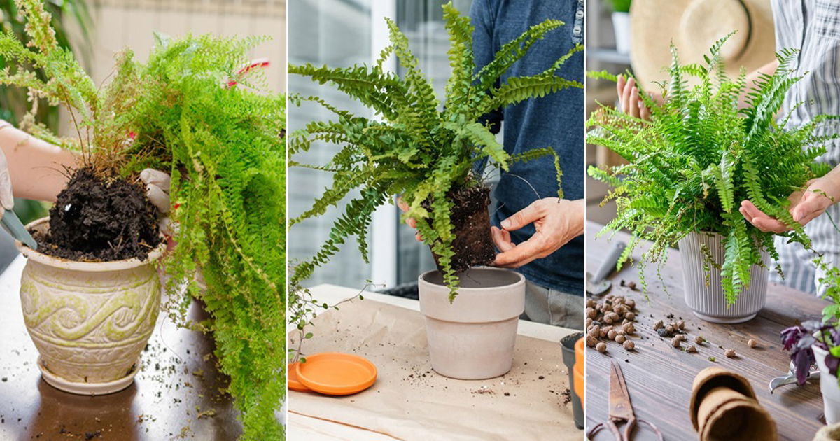 Transplanting Ferns The Right Way Top Tips And Tricks Balcony Garden Web 8784