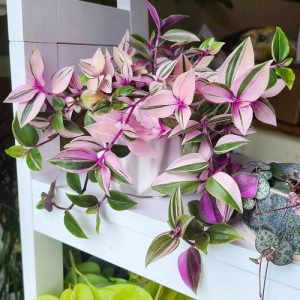 8 Beautiful Types of Moses in the Cradle Varieties | Balcony Garden Web