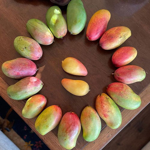 The world's sweetest mango varieties