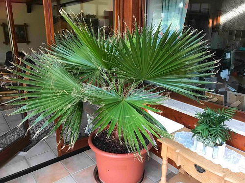 best Indoor Palms with Large Leaves and Blossoms