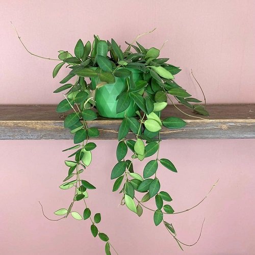 Indoor Creeper Plants 5