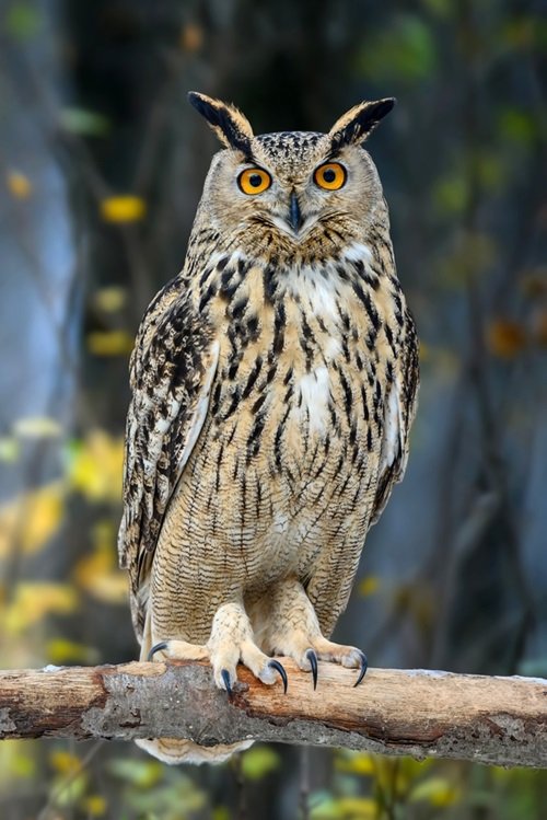 What Does it Mean When You See an Owl 1