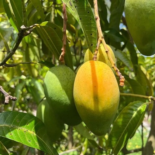 Sweetest Mango Varieties 31