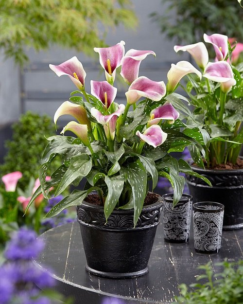 White and Purple Calla Lily Varieties