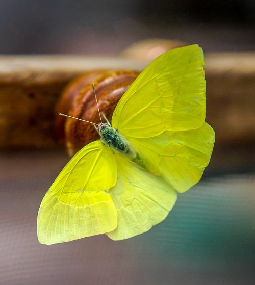 Yellow Butterfly Spiritual Meaning and Symbolism 2
