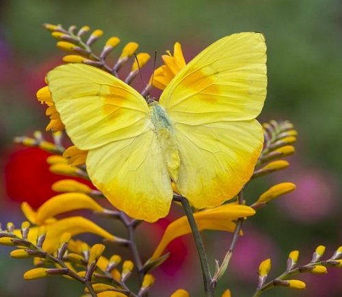Yellow Butterfly 9