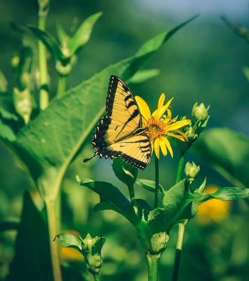 Yellow Butterfly Spiritual Meaning and Symbolism
