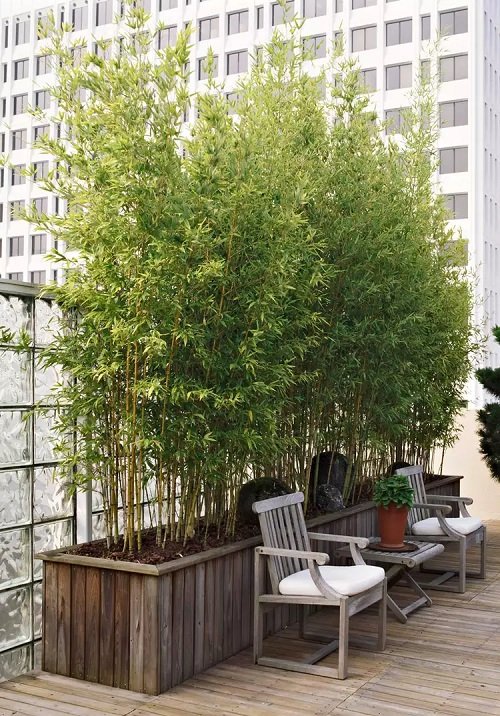 Tall Plants for Balcony Privacy 1