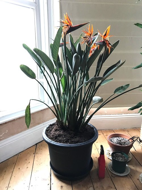 Indoor Plants that Grow Rare Beautiful Flowers 3