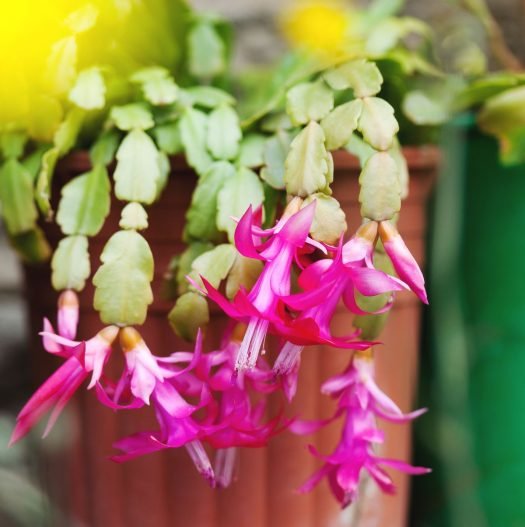 How to Identify a Real Christmas Cactus from a Fake One 2