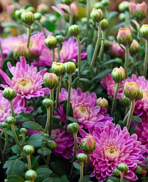 Cultural Meaning of Chrysanthemum Flowers