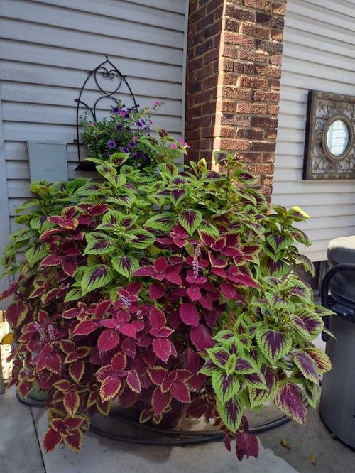 Plants that grow in shade like hostas 3