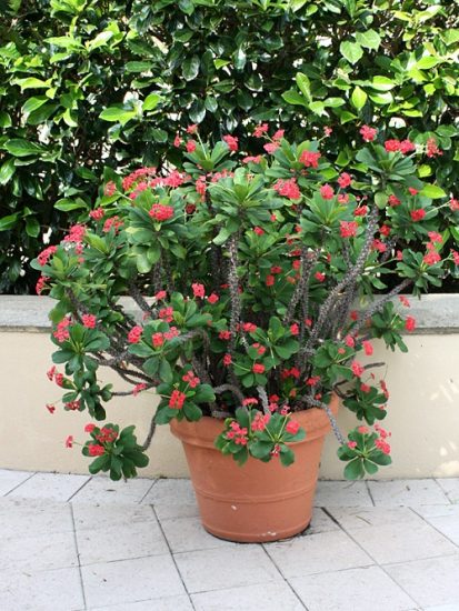 Crown of Thorns Plant Meaning and Symbolism | Balcony Garden Web