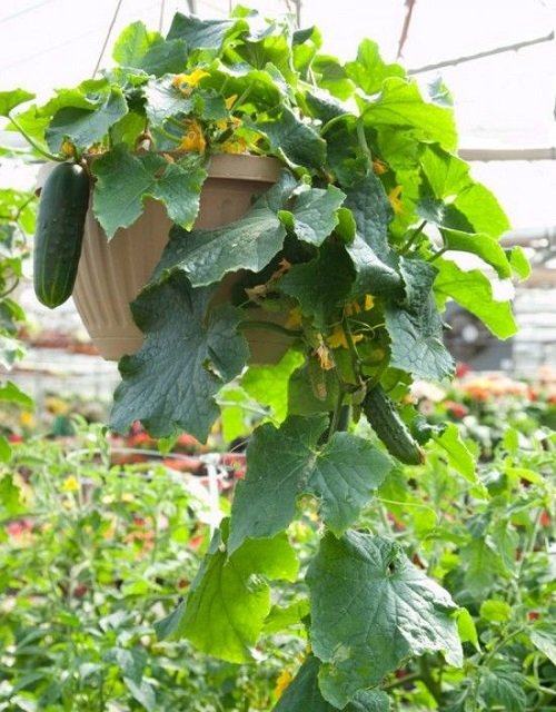 Edible Plants for Hanging Baskets in garden