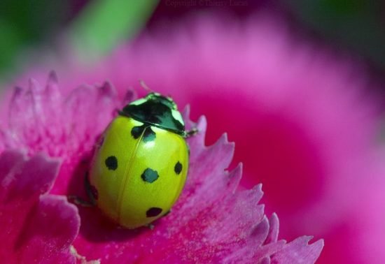 Ladybug Spiritual Meaning 11