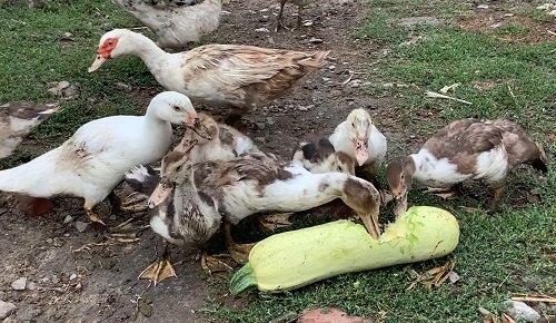 Ducks Eat Zucchini 1