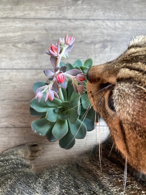 Are Succulents Poisonous to Cats 22