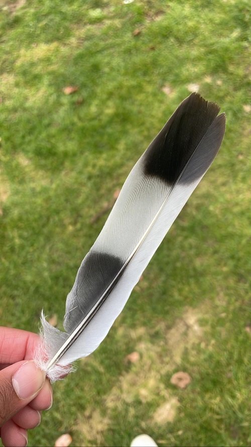 Black and White Feather 3