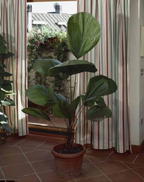 Indoor Palms with Big Foliage and Fronds