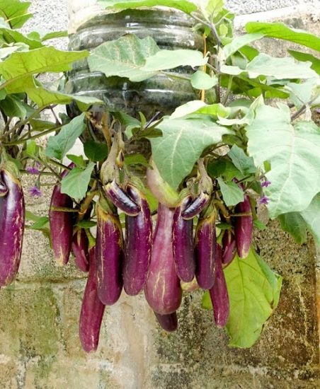 25 Best Edible Plants for Hanging Baskets | Balcony Garden Web