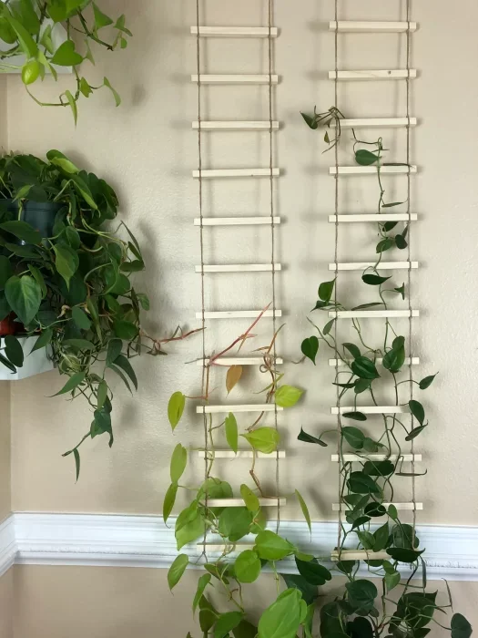 pothos Climbing on Rope and Wooden Ladder