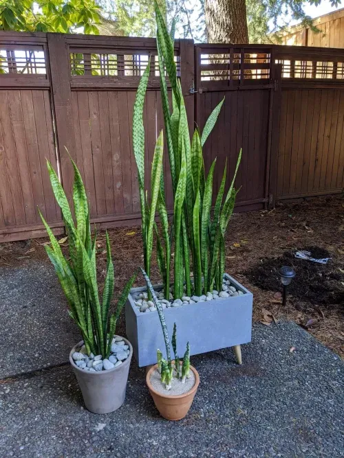 Can a Snake Plant Live Outside? Find Out! Balcony Garden 