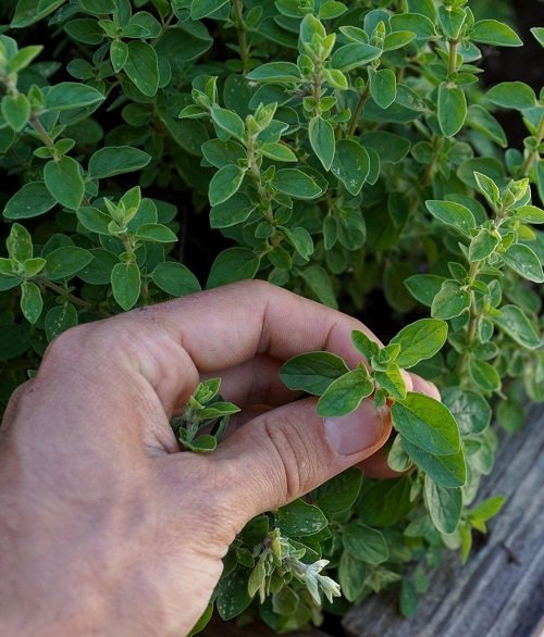 The Magical Properties of Oregano   Helps you to Heal from a Bitter Past