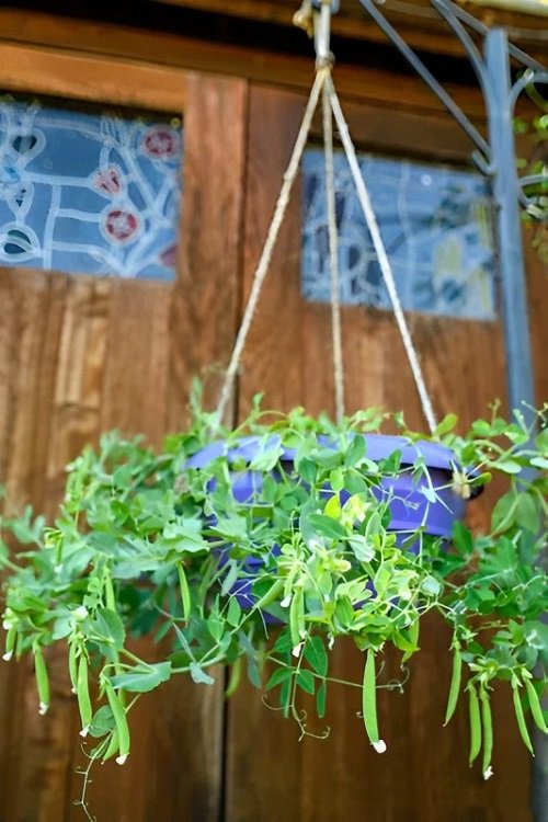Edible Plants for Hanging Baskets 22
