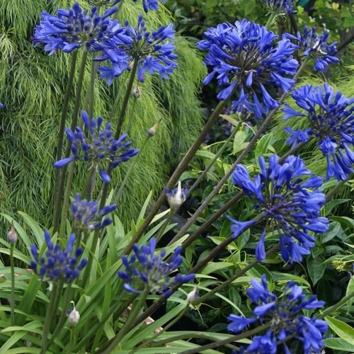 Navy Blue Flower Names 15