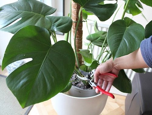 Prune a Monstera in a Right Way 1