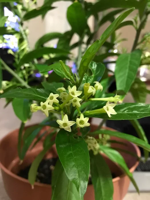 How to Grow Night Blooming Jasmine Indoors: The Most Fragrant Flower